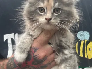 Maine Coon cats TICA Registered Maine Coon Kittens Polydactyl. - Advert 10