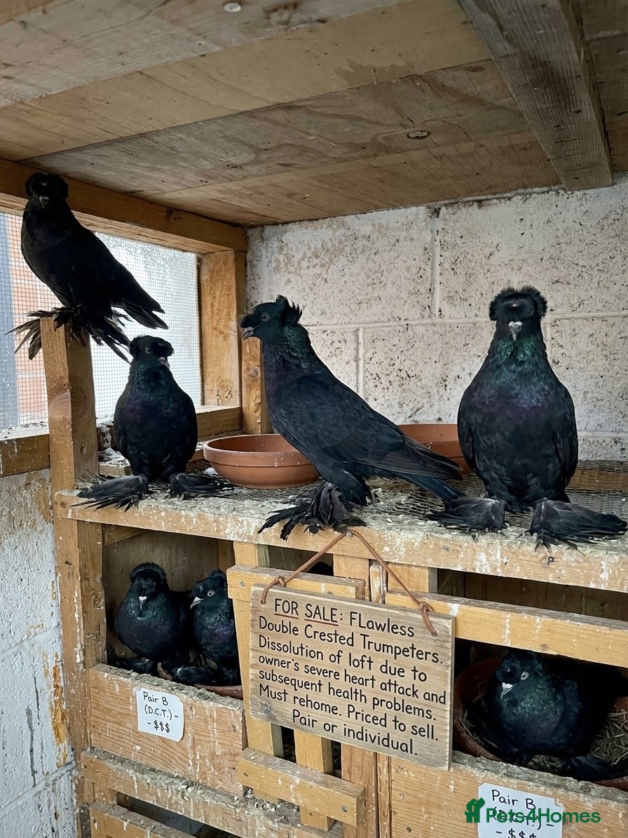 Pigeons birds Double crested trumpeters Pairs for sale  - Advert 12