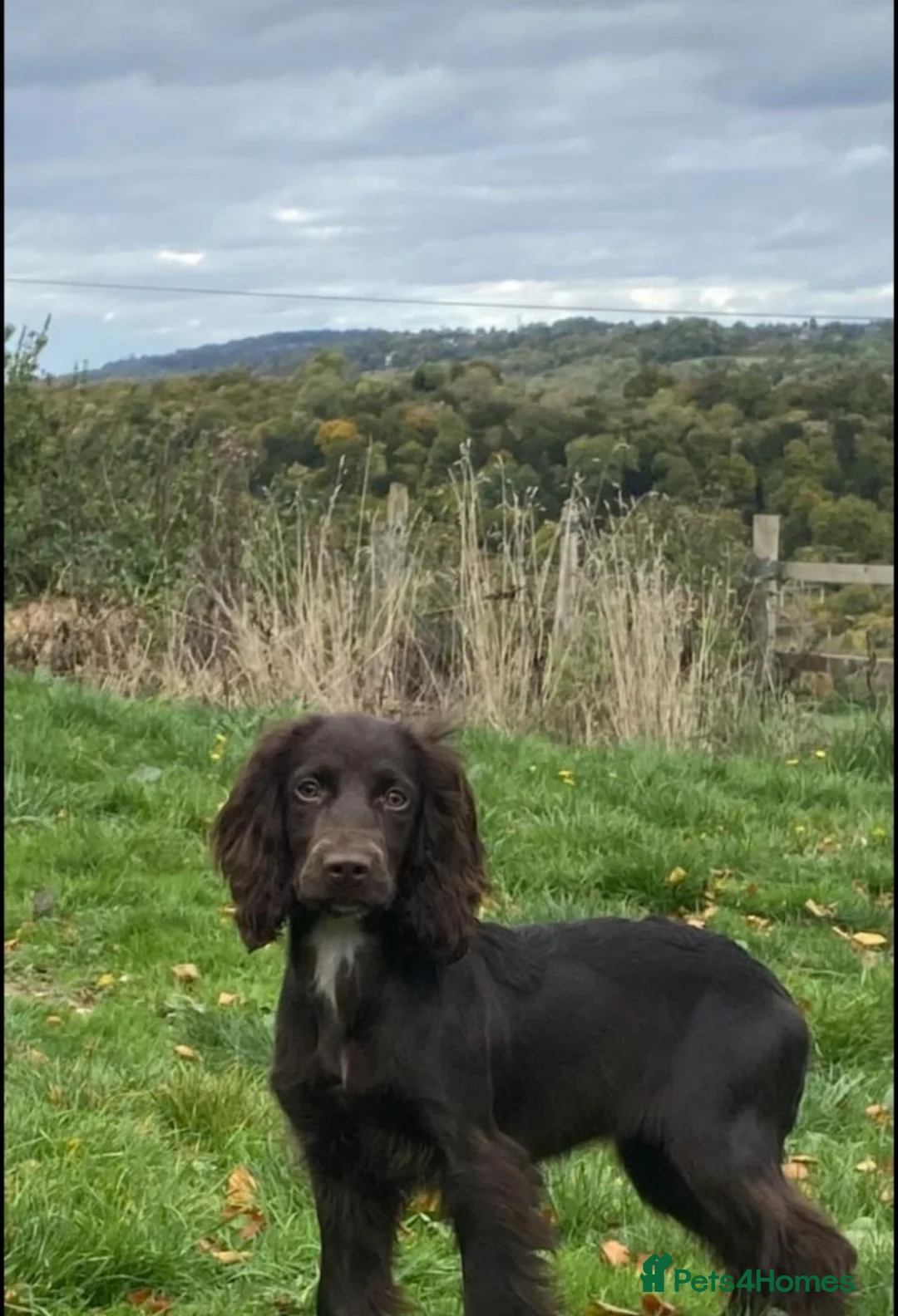 Cocker Spaniel dogs for sale: Working cocker spaniel bitch - Advert 5