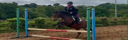 Exmoor horses for sale:  13'2 of fun and memories waiting to be made  - Advert 5