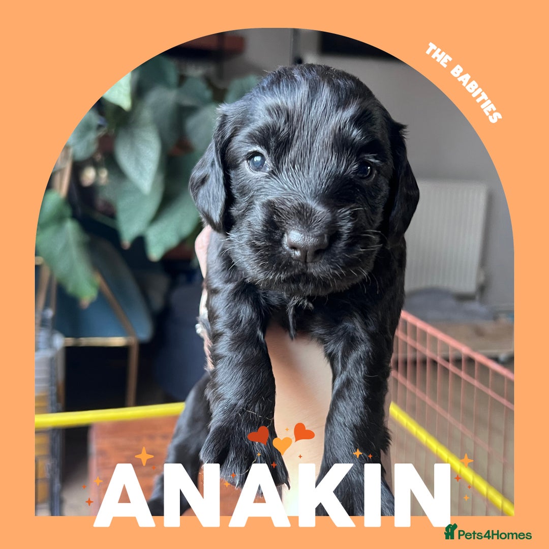 Cocker Spaniel dogs for sale: Working Cocker Spaniels Puppies for sale  - Advert 10