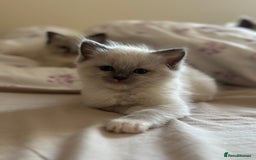 Ragdoll cats for sale: GCCF reg parents , pure breed ragdoll kittens 🤍 - Image 7