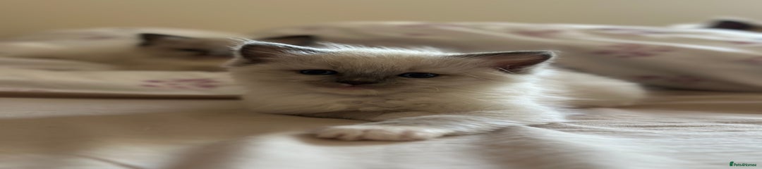 Ragdoll Kitten 2