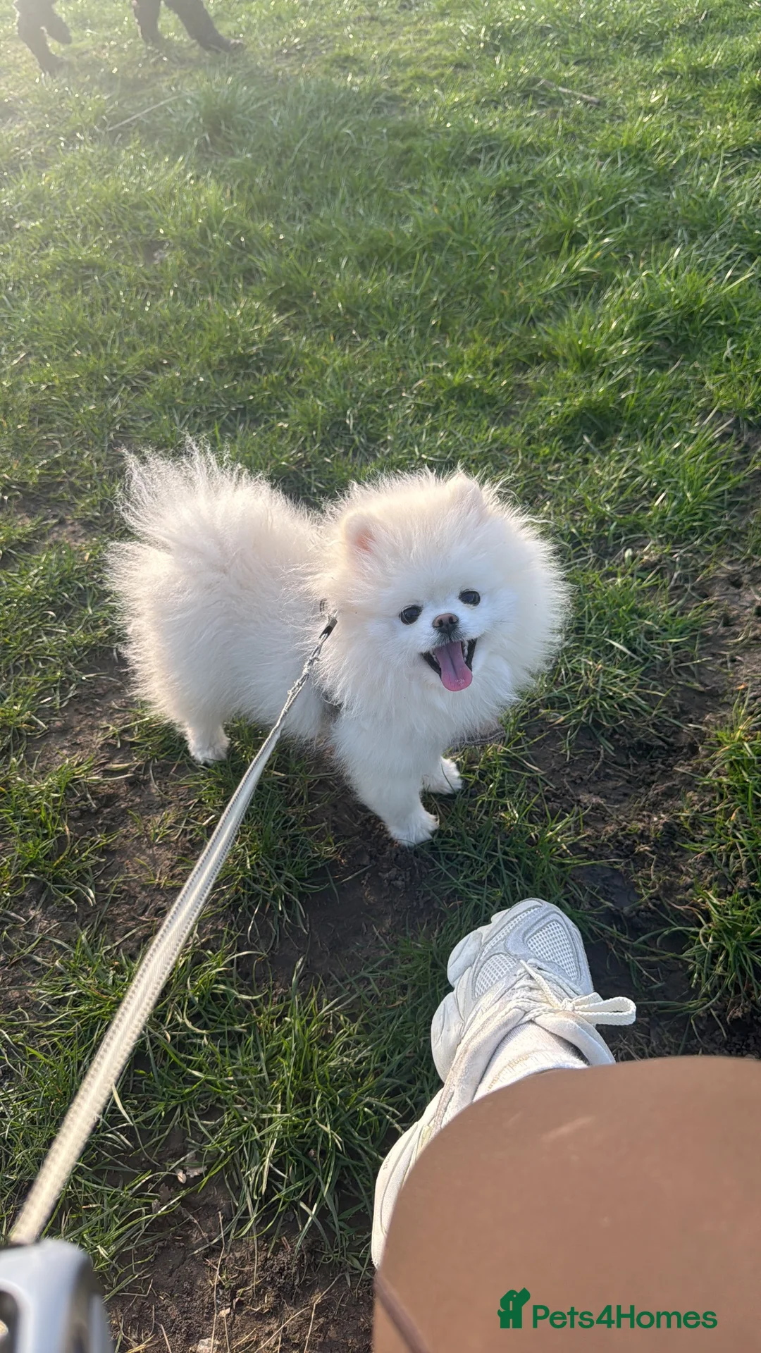 Pomeranian dogs for stud: Miniature Teddy bear Pomeranian for STUD  in Manchester - Advert 1