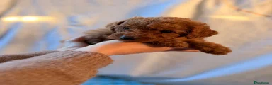 Cockapoo 2