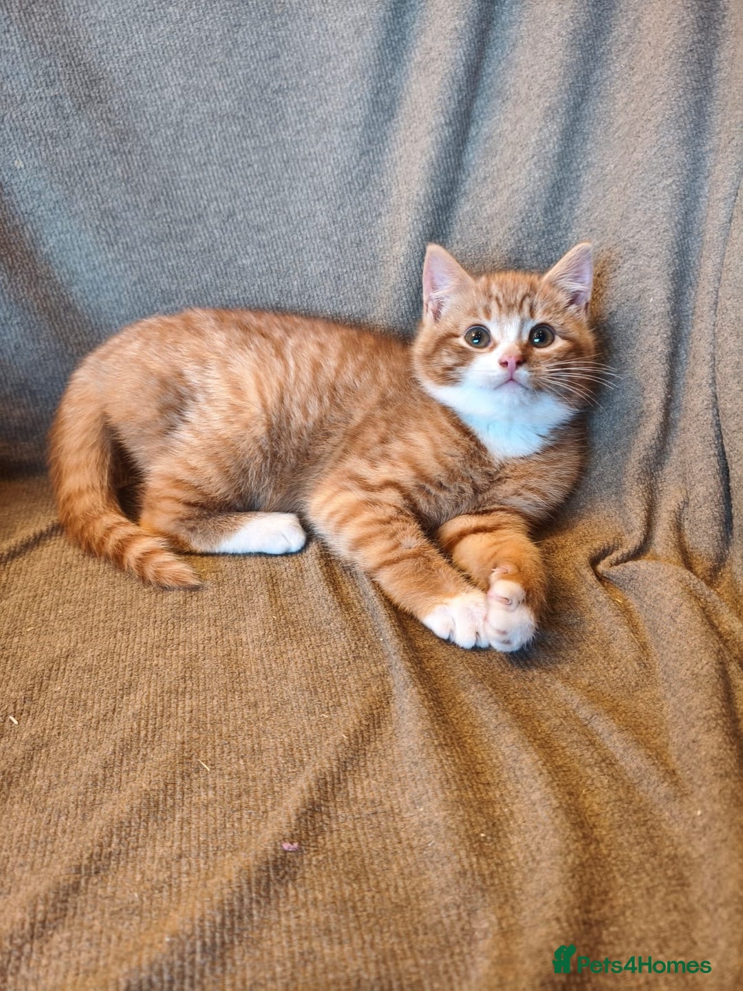 Mixed Breed cats for sale: 3 male ginger and 3 female Tortie kittens - Advert 9