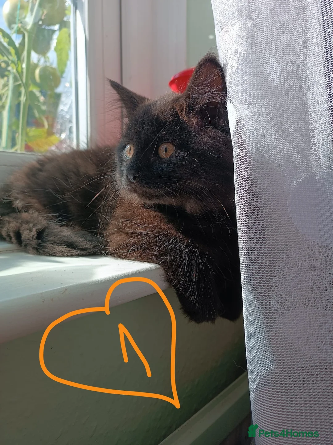 British Longhair cats for sale: Fluffy & Shorthair British x Siberian Kittens - Advert 1