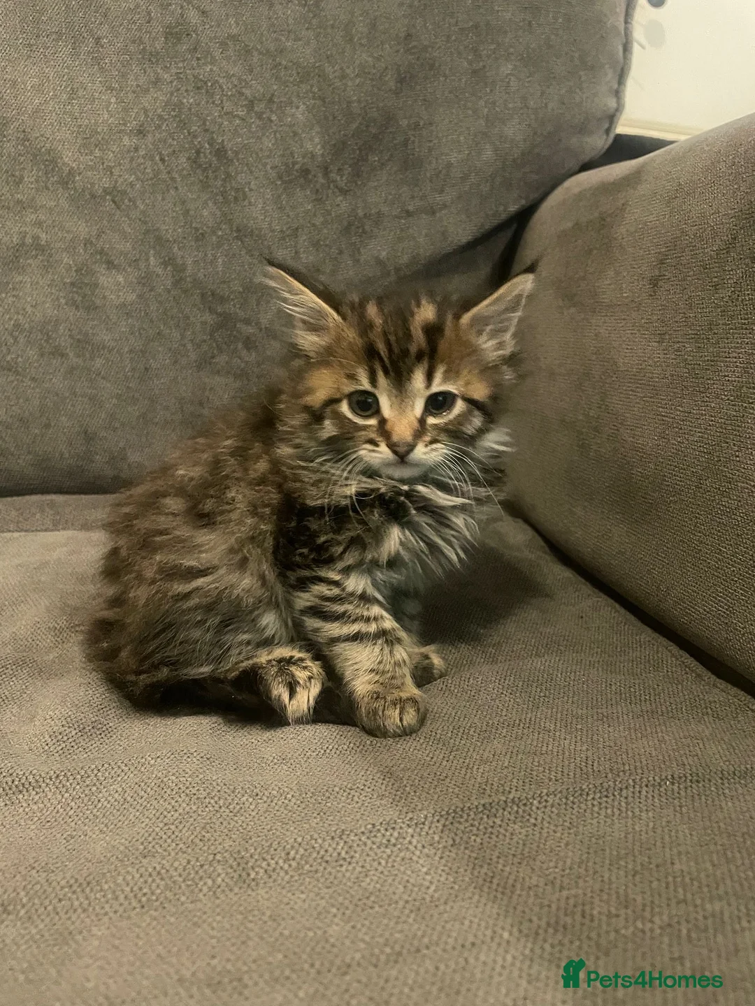 Mixed Breed cats for sale: 3 kittens for sale  - Advert 2