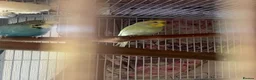 Budgerigars birds for sale: 3 budgies + Large Cage (RRP£120) + accessories  in Bradford - Advert 4