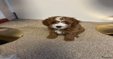 Cavapoo dogs - Advert 1