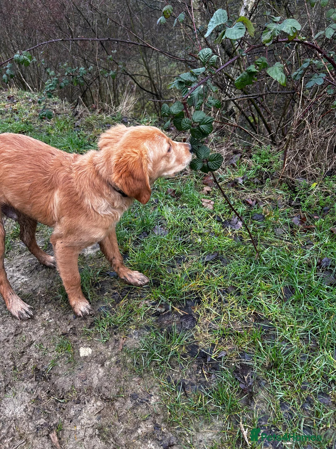 Golden Retriever dogs for sale: Trained Golden Retriever for sale  - Advert 8