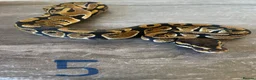 Python Snake reptiles for sale: Hatchling royal pythons. - Advert 12