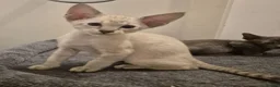 Oriental cats for sale: Stunning oriental and siamese boys  in Tilbury - Advert 6