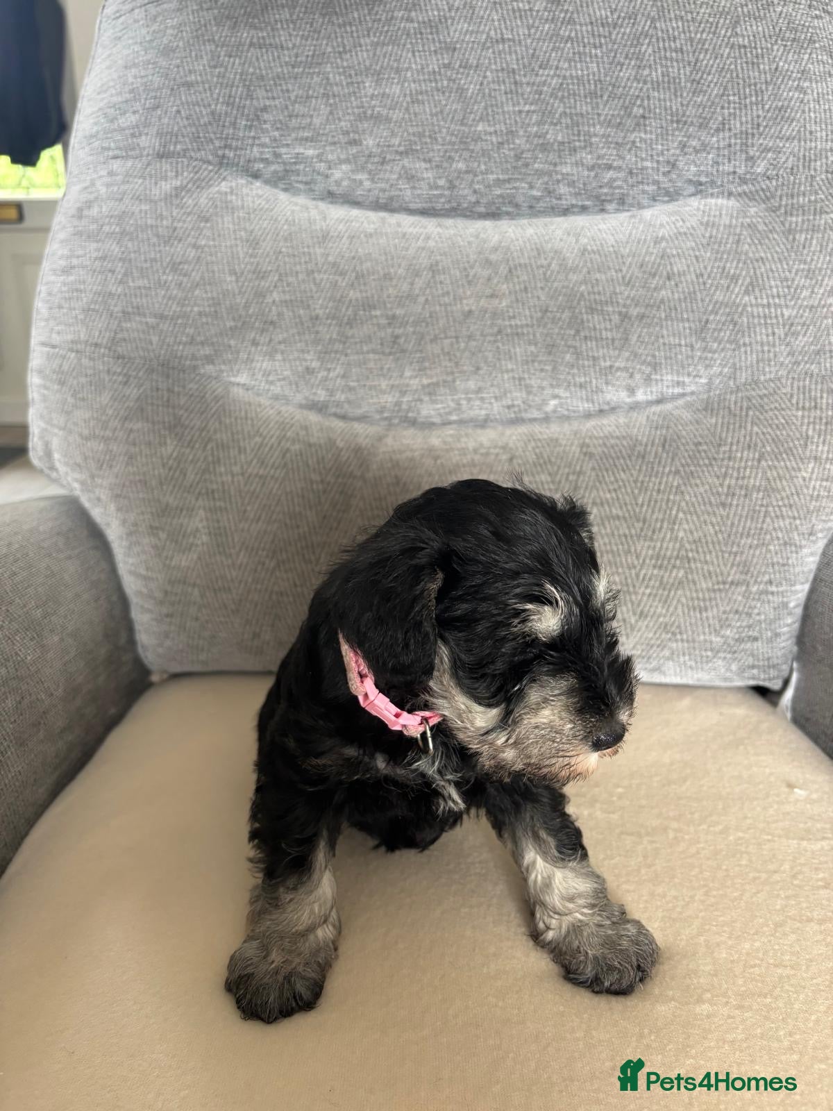 Miniature Schnauzer dogs for sale: Beautiful Miniature Schnauzers  - Advert 15