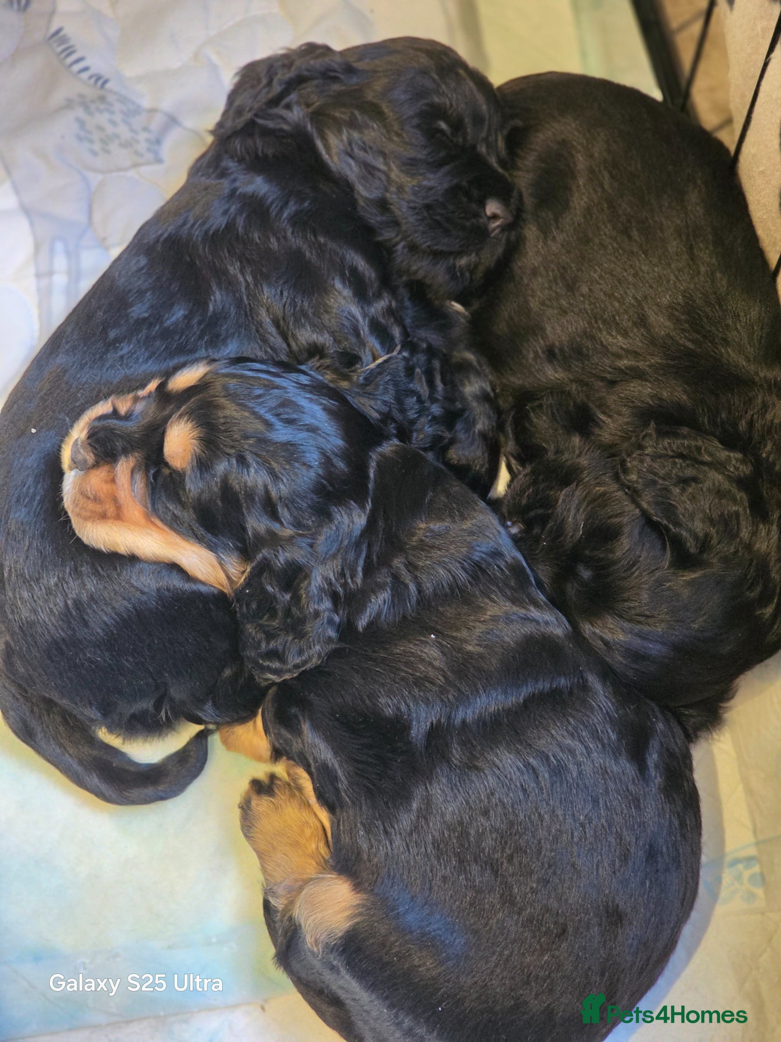 Cocker Spaniel dogs 3 show cocker spaniel boys for sale - Advert 1