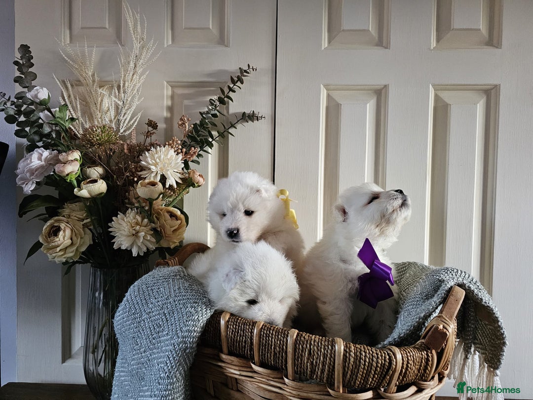 Samoyed dogs for sale: Outstanding Litter of Pedigree Samoyeds - Advert 11
