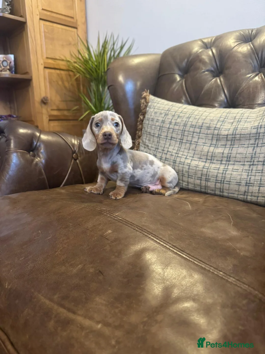 Miniature Dachshund dogs for sale: Miniature Dachshund Puppies  - Advert 1