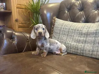 Miniature Dachshund dogs Miniature Dachshund Puppies - Advert 3