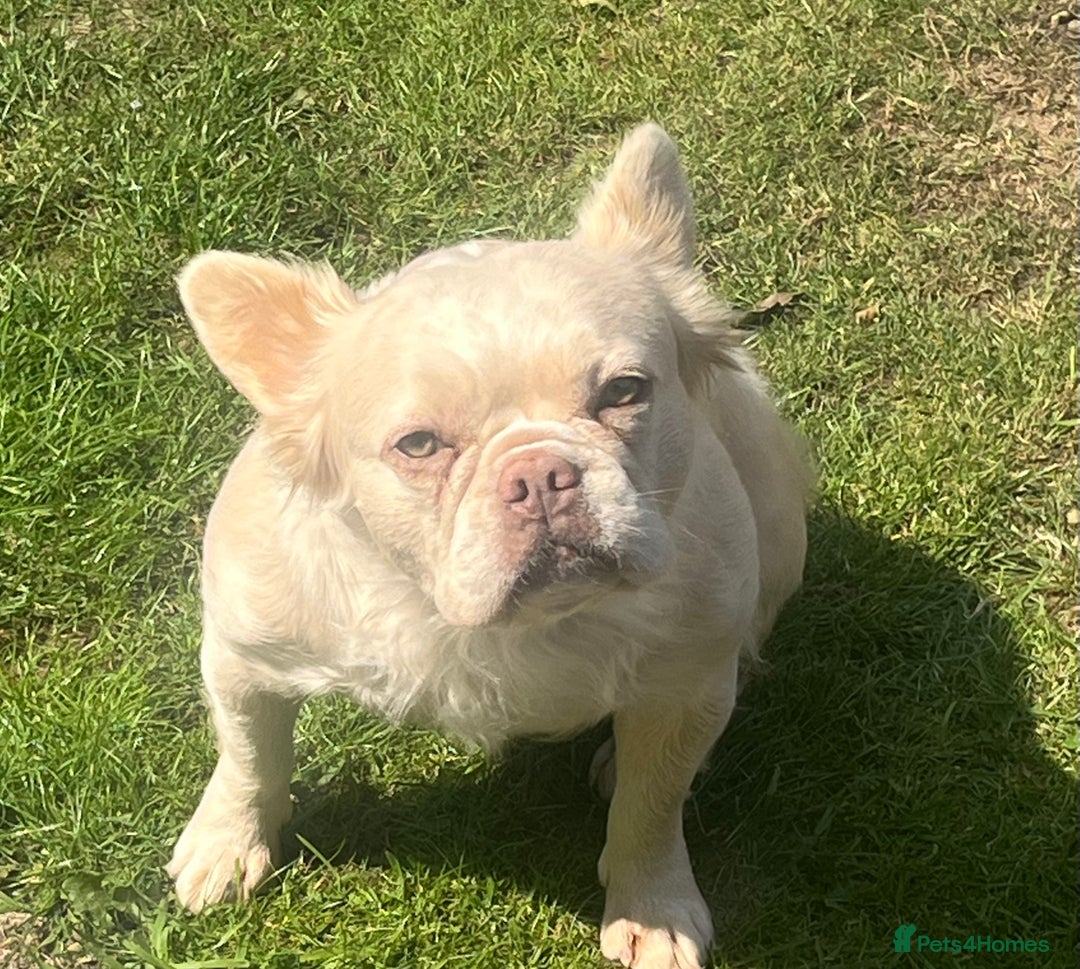 French Bulldog dogs for sale: Gorgeous fluffy Frenchie female  - Image 17