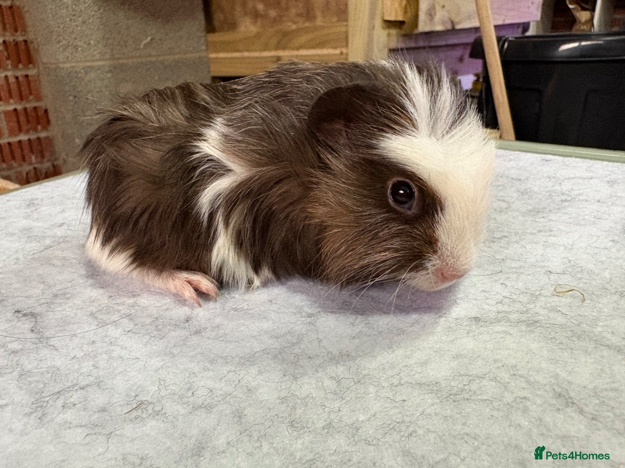 Guinea Pig rodents Guinea pigs available  - Advert 9