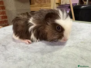 Guinea Pig rodents Guinea pigs available - Advert 9