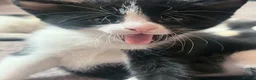 Mixed Breed cats for sale: Adorable kittens looking for their forever homes  - Advert 3