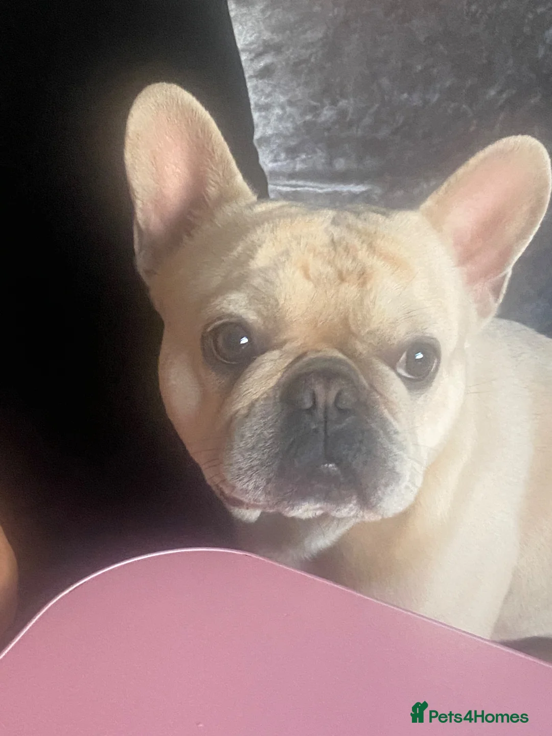 French Bulldog dogs for sale: Draven  - Advert 2
