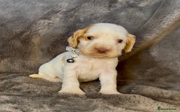 Cocker Spaniel dogs for sale: KC Show Type Cocker Spaniel Pups - Family Home  - Image 20