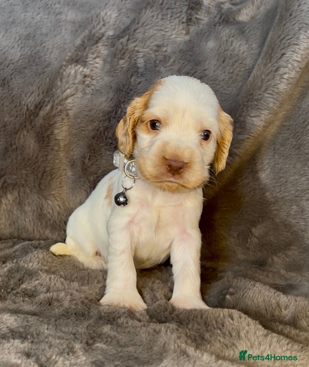 Cocker Spaniel dogs for sale: KC Show Type Cocker Spaniel Pups - Family Home  - Image 20