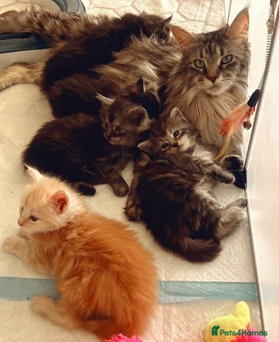 Maine Coon cats New Adventures Ready to Melt Your Heart-Maine Coon - Advert 2