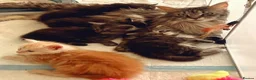 Maine Coon cats for sale: New Adventures Ready to Melt Your Heart-Maine Coon in Coventry - Advert 1
