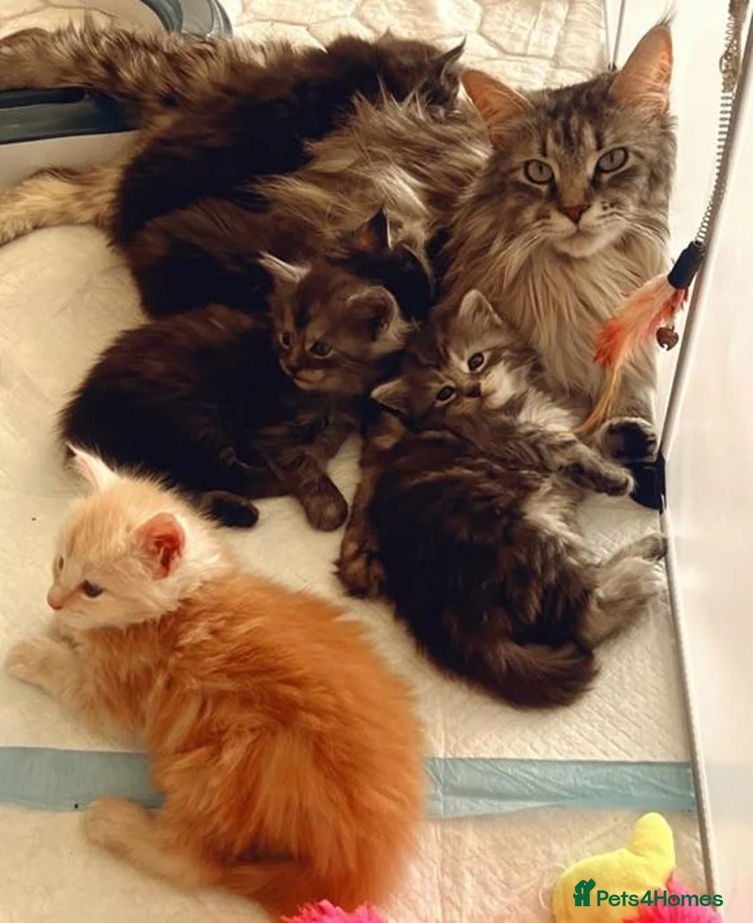 Maine Coon cats for sale: New Adventures Ready to Melt Your Heart-Maine Coon in Coventry - Advert 1