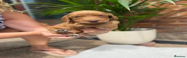 Cockapoo 1 