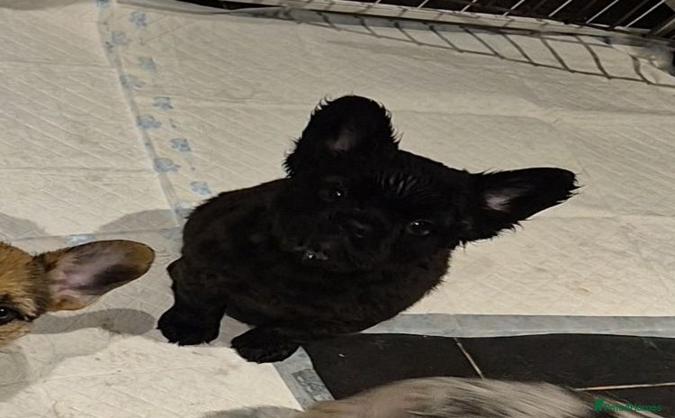 French Bulldog dogs 3 female french bulldogs - Advert 5