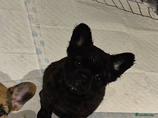 French Bulldog dogs 3 female french bulldogs - Advert 1