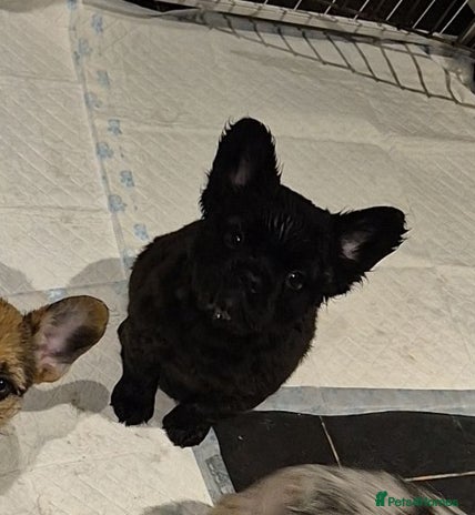 French Bulldog dogs 3 female french bulldogs - Advert 1