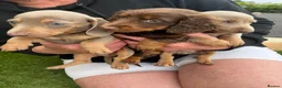 Miniature Dachshund dogs for sale: miniture dachshund - Advert 17