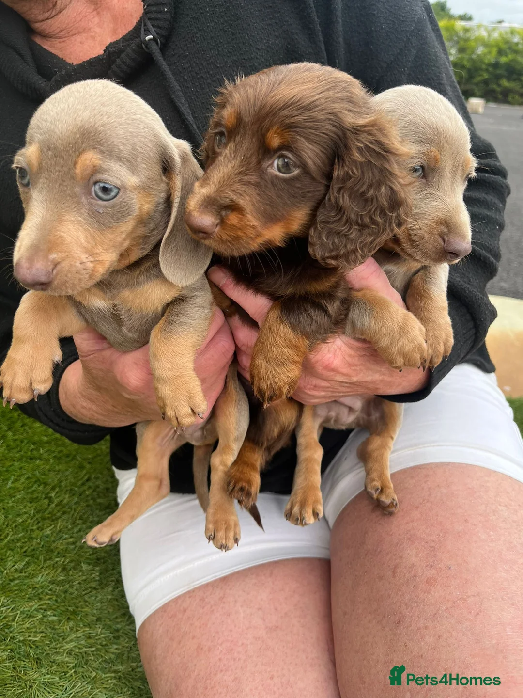 Miniature Dachshund dogs for sale: miniture dachshund - Advert 17