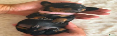 Miniature Dachshund 3