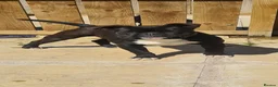 American Bully dogs for sale: PANTHER looking for his forever home - Advert 1