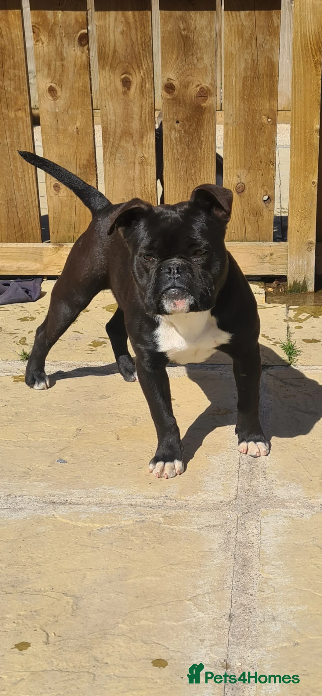 American Bully dogs for sale: PANTHER looking for his forever home - Advert 1