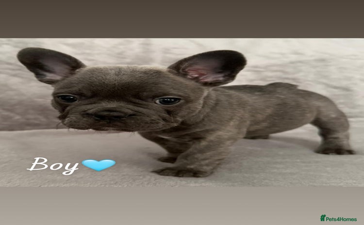French Bulldog dogs - Advert 11