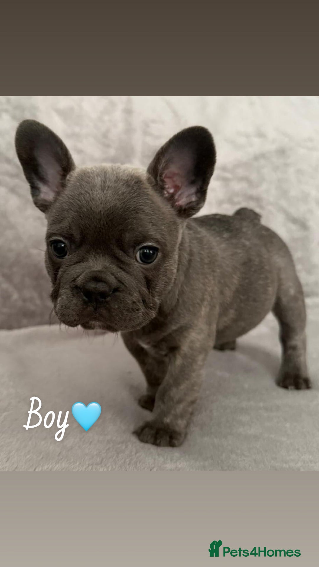French Bulldog dogs for sale: 🐾Stunning French BullDog Puppies - Image 1