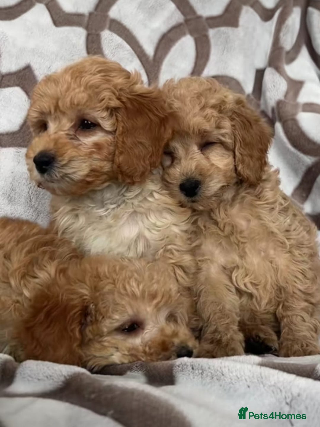 Cavapoo dogs for sale: Cavapoo puppies  - Advert 2