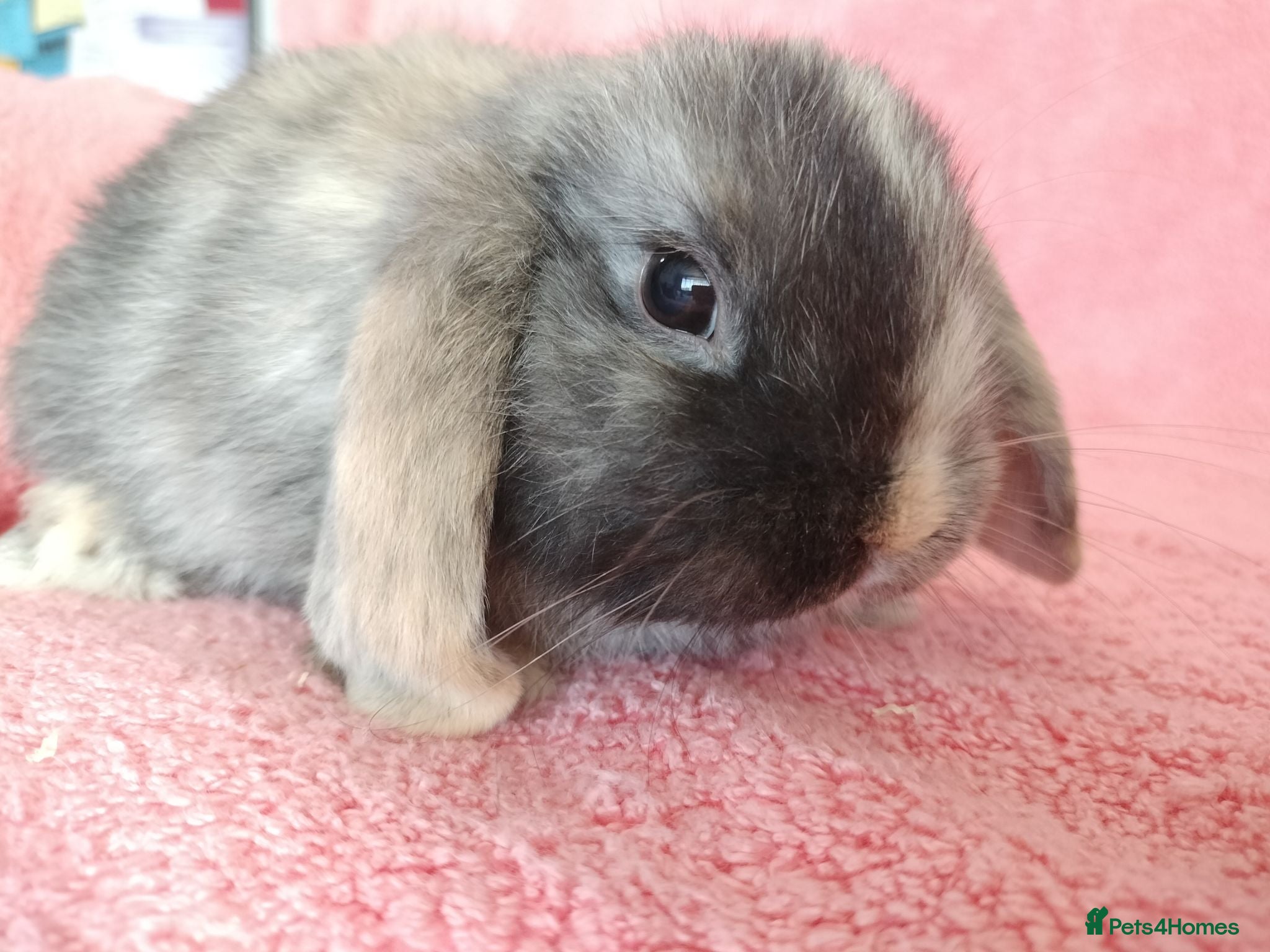 Mini Lop rabbits Baby mini lops for sale  - Advert 19