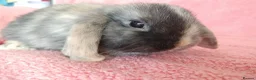 Mini Lop rabbits for sale: Baby mini lops for sale  - Advert 4