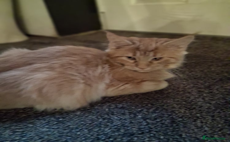 Maine Coon cats Maine coon cream xl - Advert 4