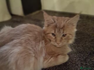 Maine Coon cats Maine coon cream xl - Advert 18