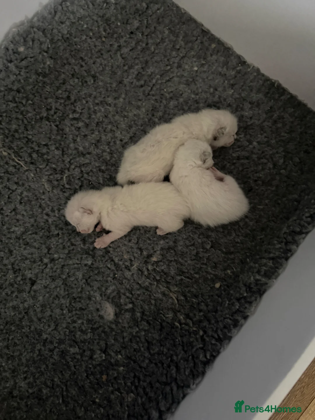 Mixed Breed cats for sale: Ragdoll/siamese  - Advert 16