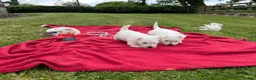 West Highland Terrier dogs for sale: Beautiful Westie Puppies  - Advert 3